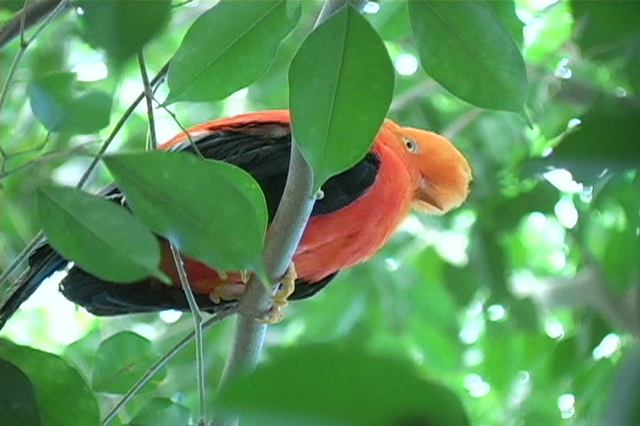 Beautiful orange bird peering down.