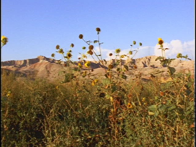 Sandstone cliffs rise beyond yellow wildflowers.