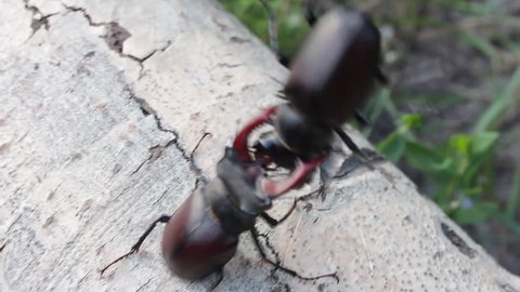 Stag Beetle (Lucanus cervus) two males fighting on dead wood.