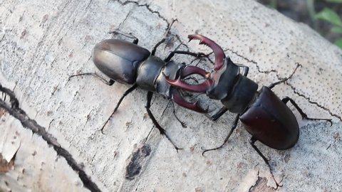 Stag Beetle (Lucanus cervus) two males fighting on dead wood.