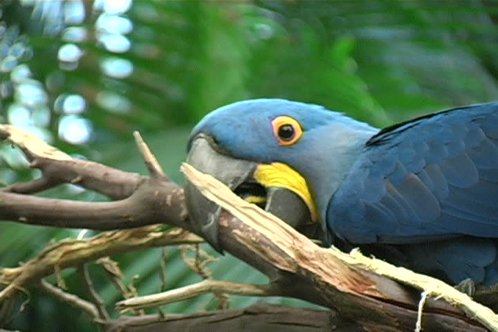 Macaw impersonating a beaver.