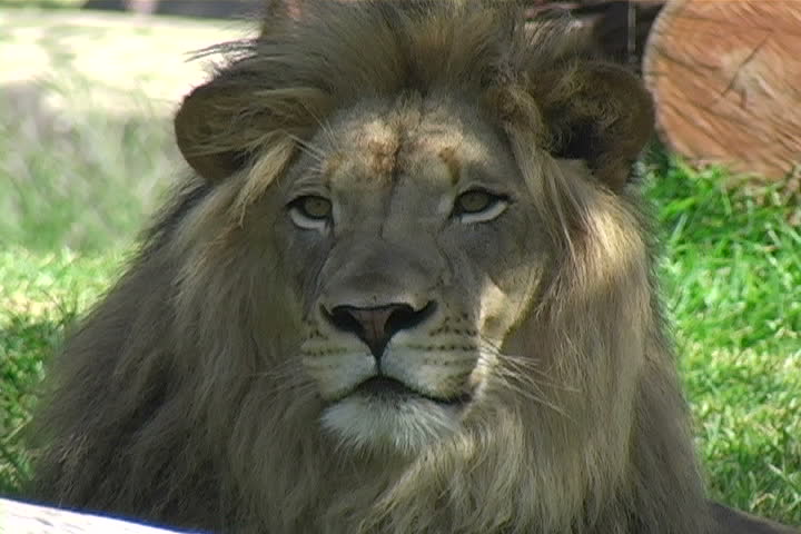 Close-up of a majestic lion.