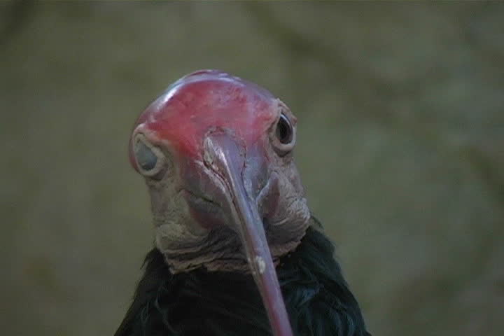 a rare and ugly bird.
