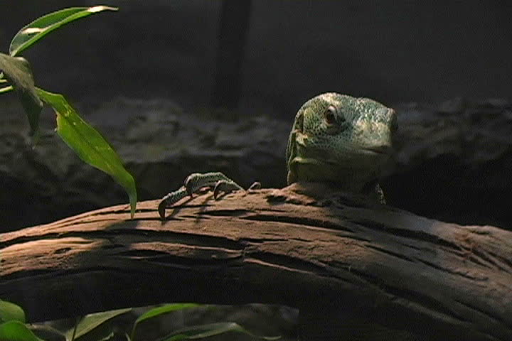 A green lizard uses his tongue to smell the air.