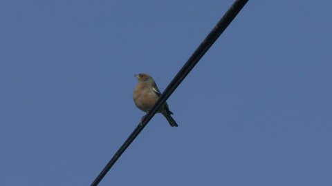 Female chaffinch on telephone wire. HD.