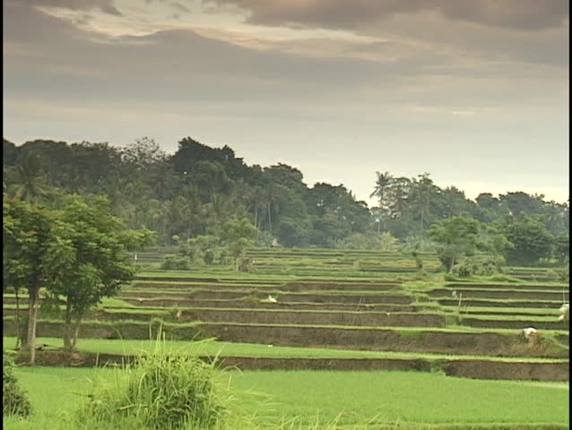 People work in a tropical field.