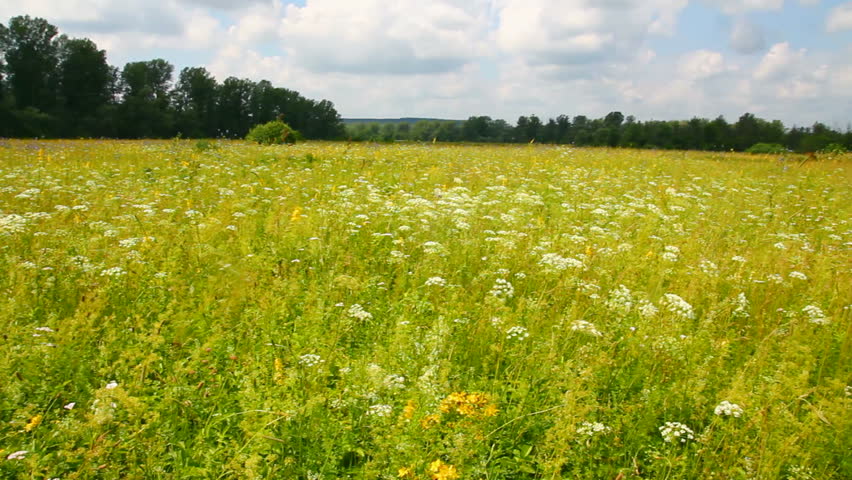 pan landscape with summer meadow