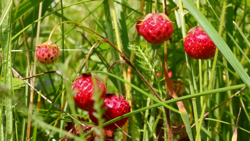 wild strawberry close-up