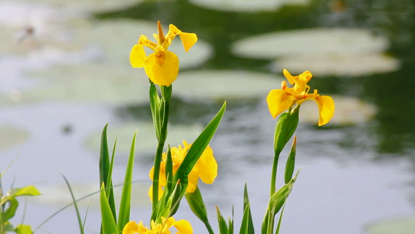 blossom irises on lake