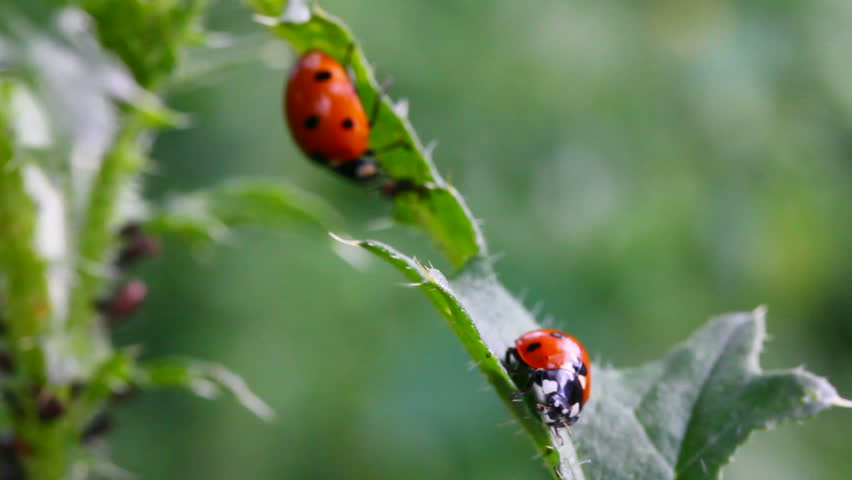 two ladybugs on green grass macro