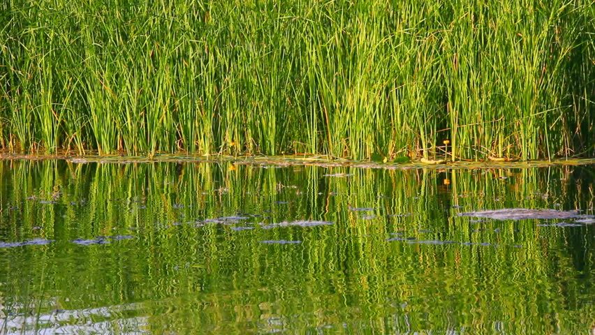 water ripple on summer pond