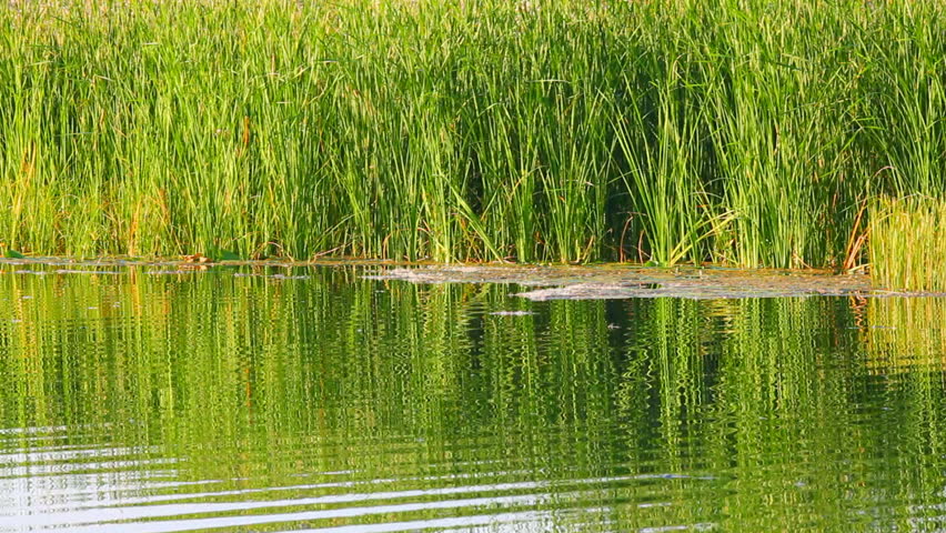 water ripple on summer pond