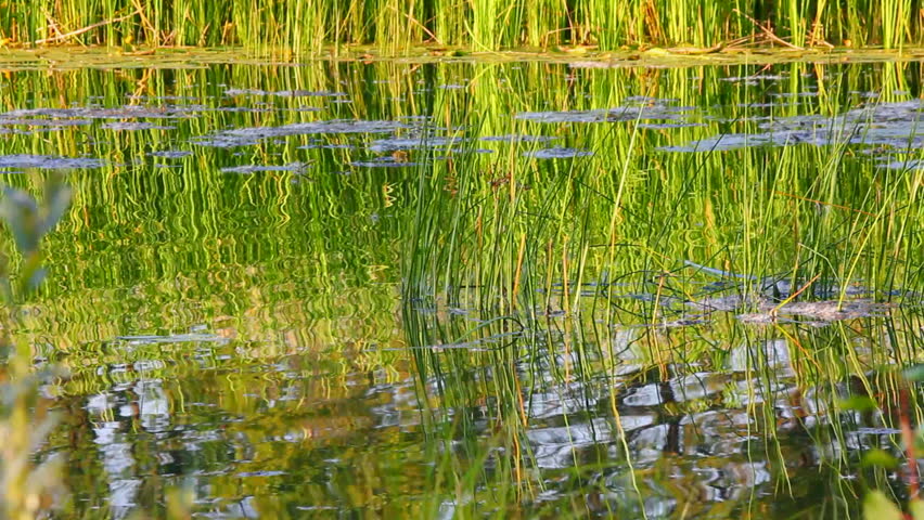 water ripple on summer pond