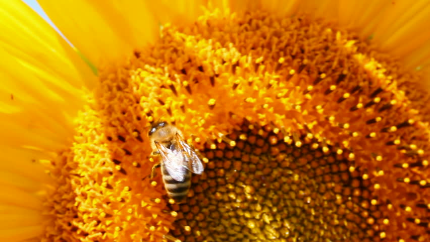 bee pollination on sunflower macro