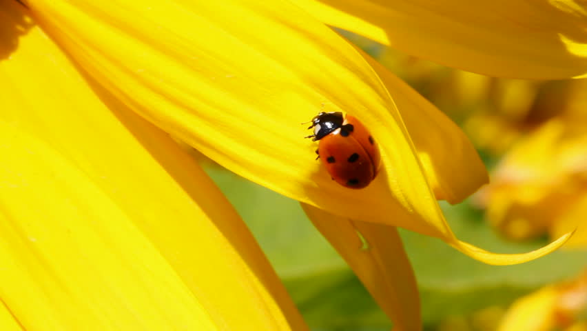 ladybug on sunflower macro