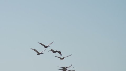 California Brown Pelicans fly overhead in formation in slow motion