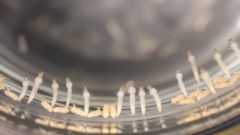 Close up anopheles dirus larvae and pupae moving from top view