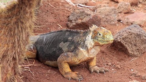 Galapagos Land Iguana (Conolophus subcristatus) on North Seymour island, Galapagos National Park, Ecuador