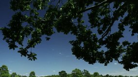 Tilt Up to Tree Branches - Powered by Shutterstock - Get 15% off with code: PIKWIZARD15