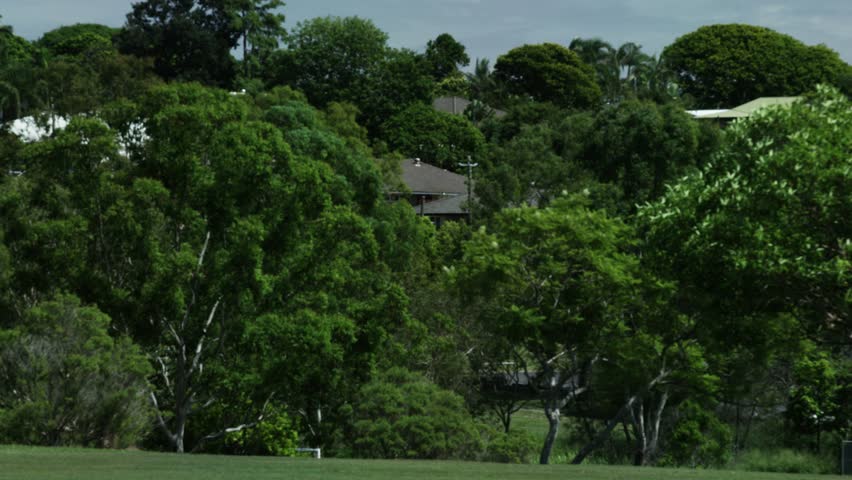 Trees Hiding Houses Behind a Park