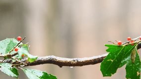 Carolina Chickadee (Poecile atricapillus) is a small North American songbird. Rain, Snow, and inclement weather. January in Georgia. - Powered by Shutterstock - Get 15% off with code: PIKWIZARD15