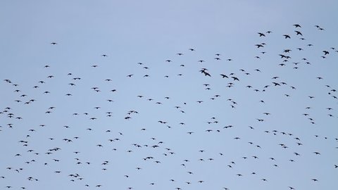 flock of starlings flying erratically in the sky