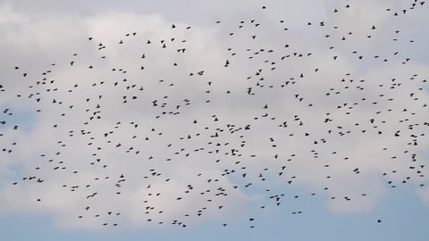 flock of starlings flying synchronously