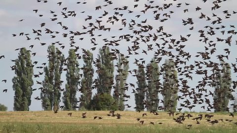 flock of starlings in wheat field