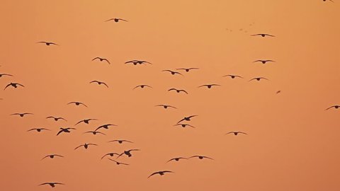 Flock of Birds, rare Geese flying in the morning Sunrise, red sky and sun background.