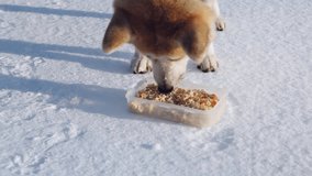 Akita dog eating a meal on winter trip