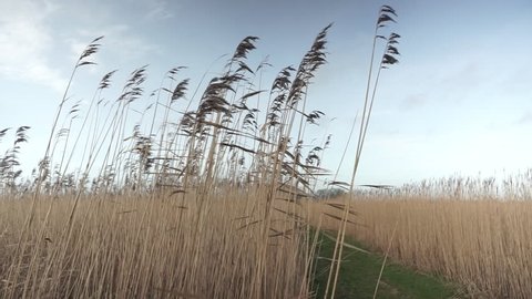 Reeds blowing in the wind