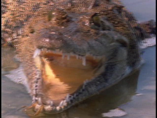 An alligator strikes in the Everglades.