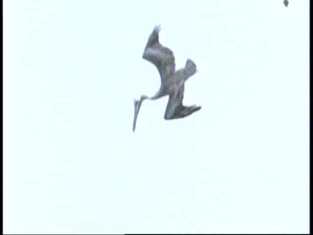 Pelicans dive into a river in Florida