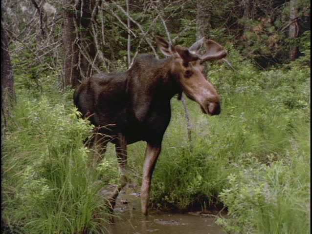 A moose drinks from a forest pond.