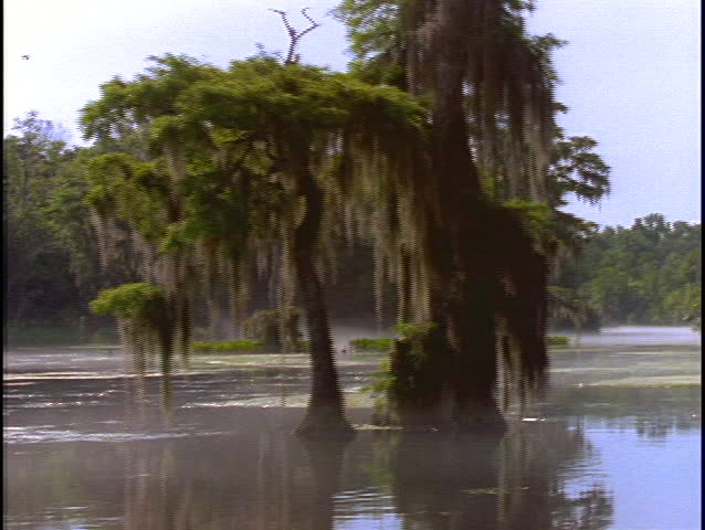Trees adorn a swamp in Florida