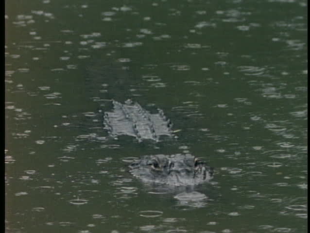 An alligator floats in a pond as it rains in Florida