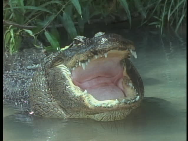 An alligator yawns in Florida