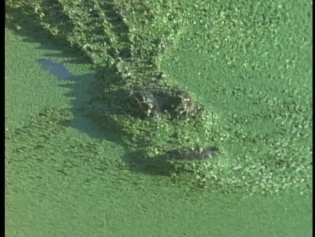 An alligator swims beneath pond scum in a Florida Everglades
