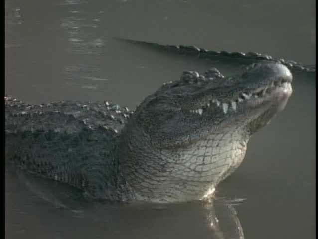 An alligator raises and lowers itself in a swamp in Florida