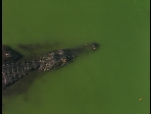 An alligator leaves a muddy trail as it swims through swamp water.