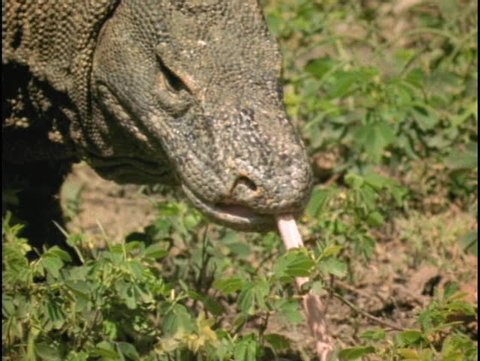 A Komodo dragon walks and sticks its tongue out.