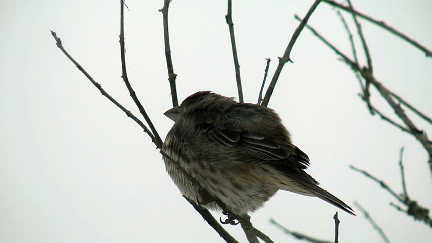A beautiful female house finch braces herself against the icy wind and pounding sleet of a winter storm