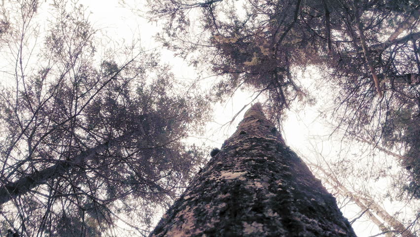 Down trees. Tree Falling down. Impressive Tree Falling skills.