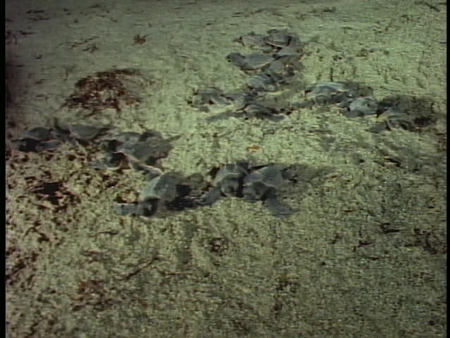 Baby turtles crawling on a beach.