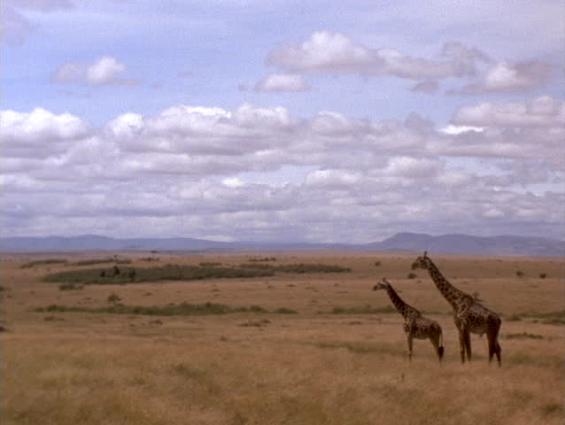 Giraffes stand on the plains of Kenya, Africa.