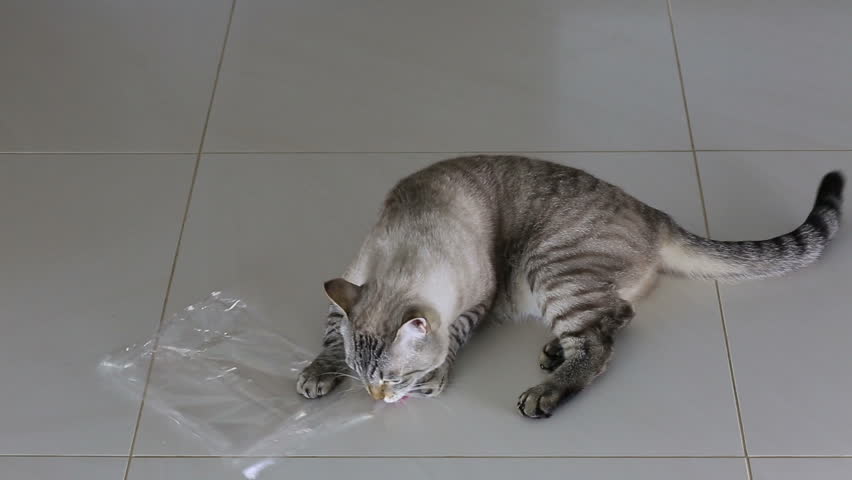 cat chewing on plastic bags cat chewing on plastic bags