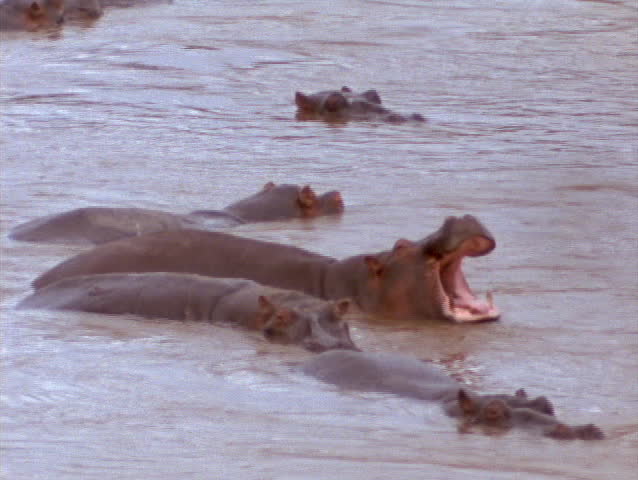 Hippopotamuses bathe and yawn in a river.