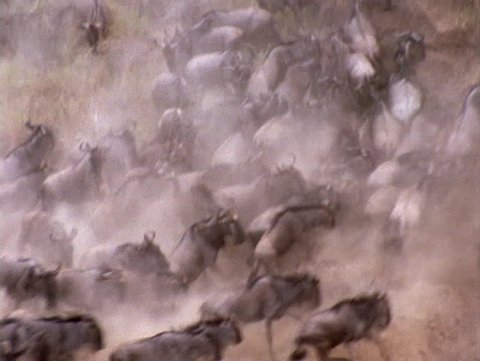 Stampeding wildebeests create a dust cloud in Kenya, Africa.