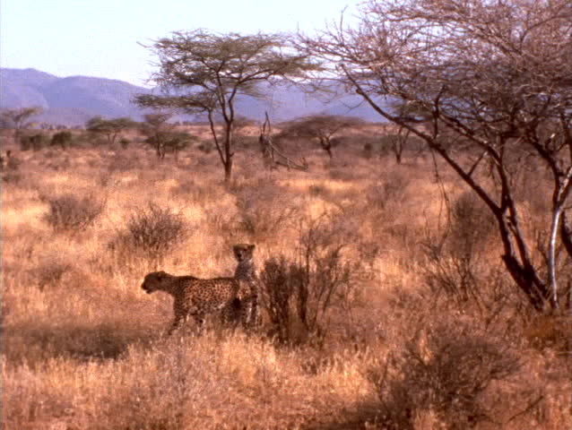 Cheetahs prowl the African plains.