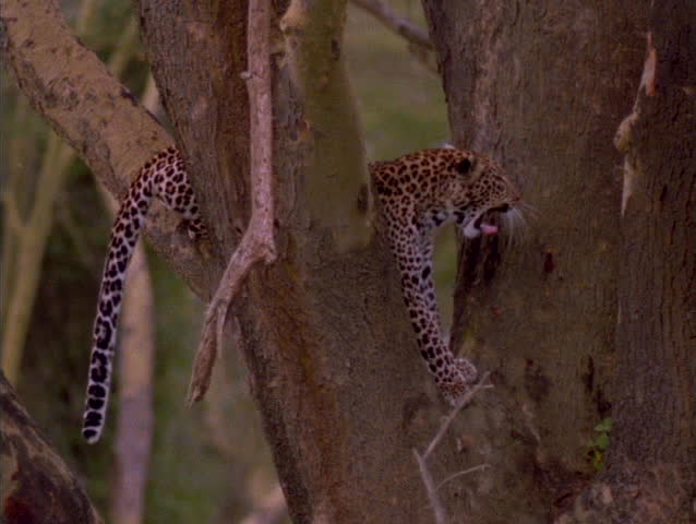 A cheetah rests in the crook of a tree.